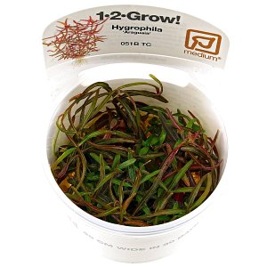 阿拉瓜亚水螅虫- 1-2-GROW!