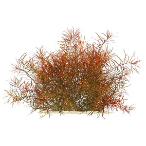 Ludwigia arcuata
