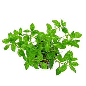 Ludwigia palustris“绿色”