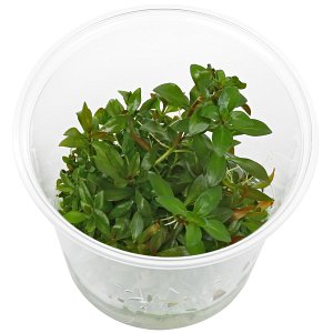 Ludwigia repens x arcuata  - 体外