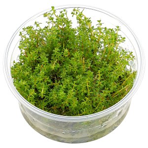 myriophyllum sp。“Roraima” - 体外XL