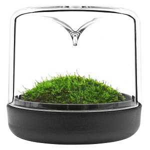 ONF - Botanica - Sanctuary Mini