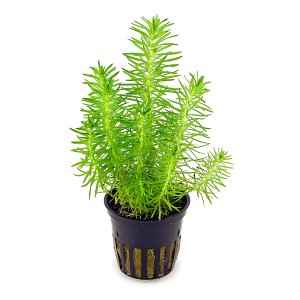 Pogostemon Erectus  - 锅