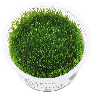 Riccia Fluitans  -  1-2  - 成长！