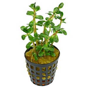 Rotala indica  -  pot