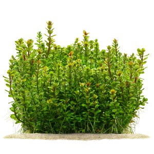 Rotala indica