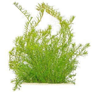 Rotala rotundifolia "Periya"