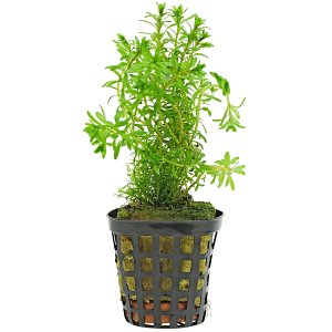 Rotala sp。“长叶子”-锅