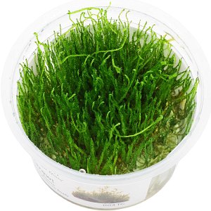 巴比叶石竹“爪哇苔藓”-1-2-生长！