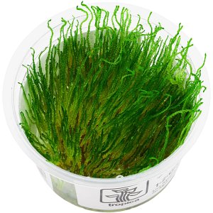 Taxiphyllum sp。“火焰苔藓”- 1-2-GROW!