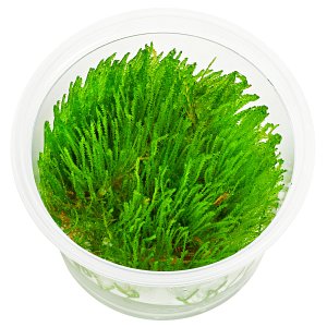 税前sp。“巨人” - 体外