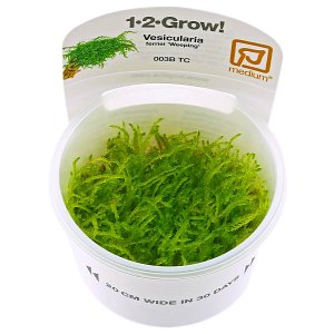 Vesicularia ferriei 'Weeping Moss' - 1-2-GROW!